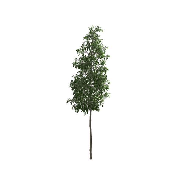 European Aspen tree