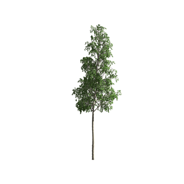 European Aspen tree