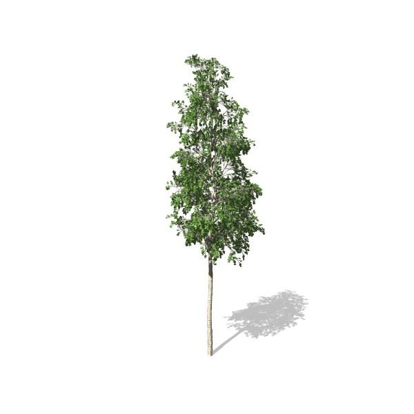 European Aspen tree