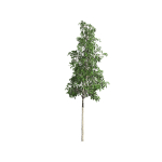 European Aspen tree