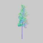European Aspen tree