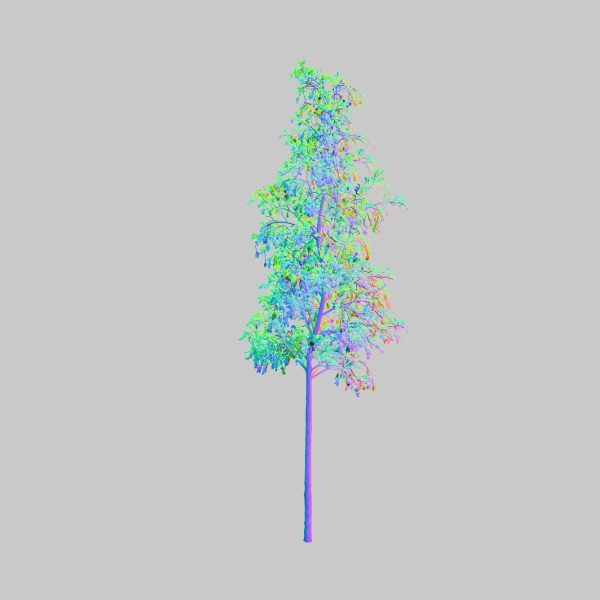 European Aspen tree