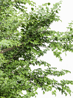 european-beech-and-acer-saccharinum-3d-model-347704a69f