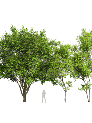 European Beech and Acer Saccharinum