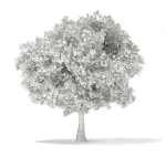 European Beech Fagus sylvatica 9m 1