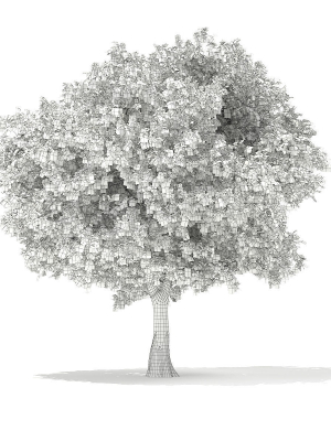 european-beech-fagus-sylvatica-9m-1-3d-model-max-obj-fbx-c4d-ma-mb