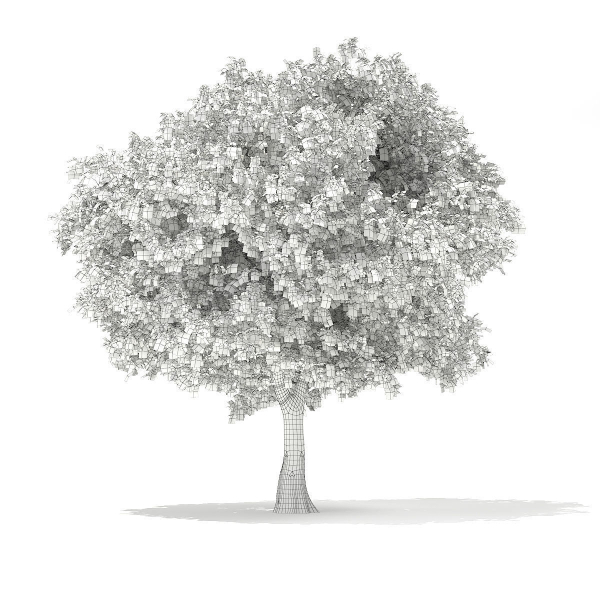 European Beech Fagus sylvatica 9m 1