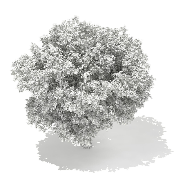 European Beech Fagus sylvatica 9m 1