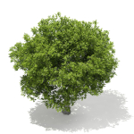 European Beech Fagus sylvatica 9m 1