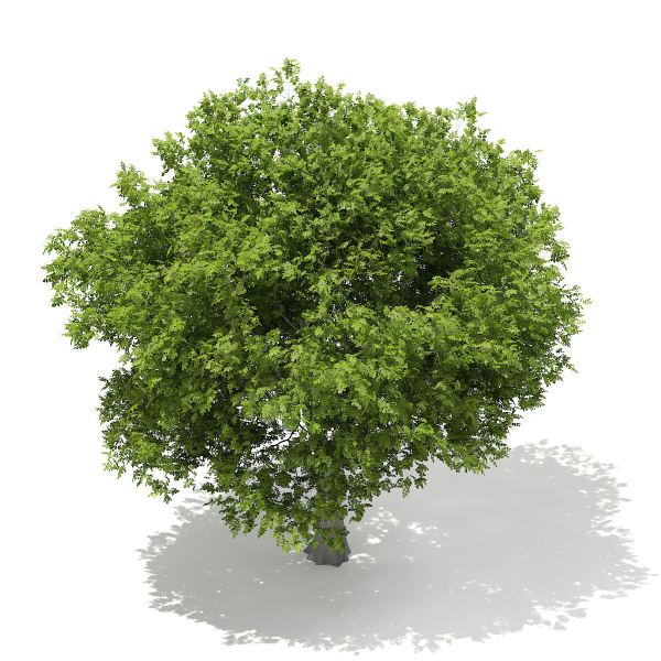 European Beech Fagus sylvatica 9m 1