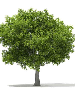 European Beech Fagus sylvatica 9m 1