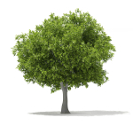 European Beech Fagus sylvatica 9m 1