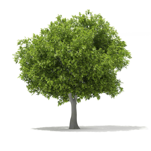 European Beech Fagus sylvatica 9m 1