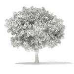 European Beech Fagus sylvatica 9m 1