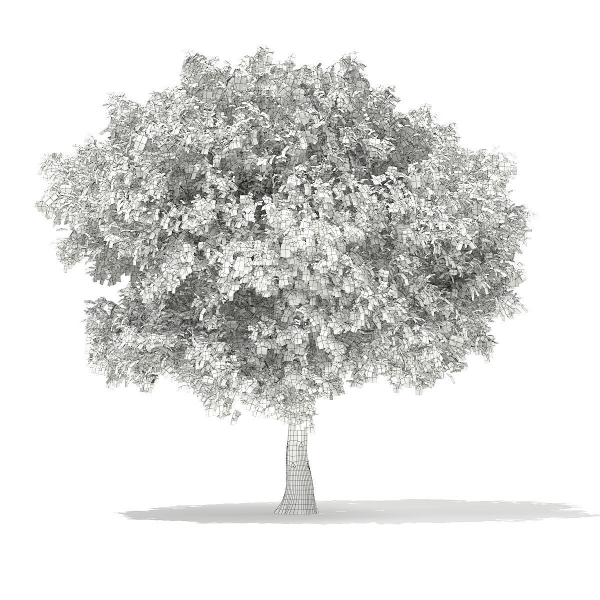 European Beech Fagus sylvatica 9m 1