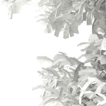 European Beech Fagus sylvatica 9m 1