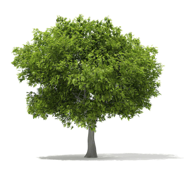 European Beech Fagus sylvatica 9m 1