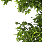 European Beech Fagus sylvatica 9m 1