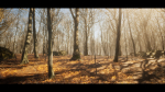 European Dark Forest