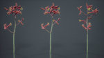 Evergreen Kangaroo Paw Australian Lily Anigozanthos Flavidus