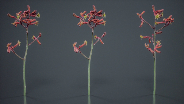 Evergreen Kangaroo Paw Australian Lily Anigozanthos Flavidus
