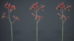 Evergreen Kangaroo Paw Australian Lily Anigozanthos Flavidus