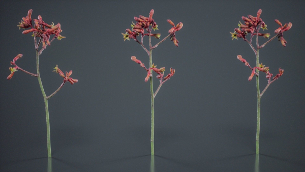 Evergreen Kangaroo Paw Australian Lily Anigozanthos Flavidus
