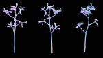 Evergreen Kangaroo Paw Australian Lily Anigozanthos Flavidus