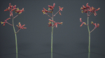 Evergreen Kangaroo Paw Australian Lily Anigozanthos Flavidus