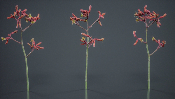 Evergreen Kangaroo Paw Australian Lily Anigozanthos Flavidus