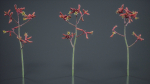 Evergreen Kangaroo Paw Australian Lily Anigozanthos Flavidus