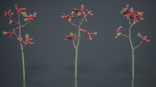 Evergreen Kangaroo Paw Australian Lily Anigozanthos Flavidus