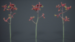 Evergreen Kangaroo Paw Australian Lily Anigozanthos Flavidus