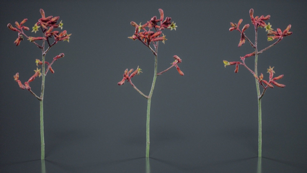 Evergreen Kangaroo Paw Australian Lily Anigozanthos Flavidus