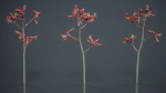 Evergreen Kangaroo Paw Australian Lily Anigozanthos Flavidus