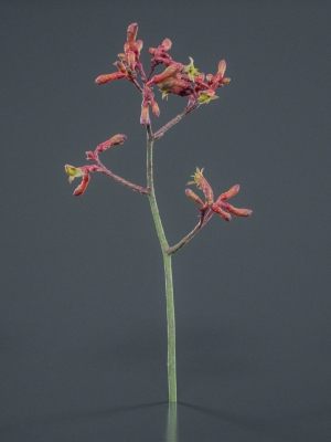 evergreen-kangaroo-paw-australian-lily-anigozanthos-flavidus-3d-model-8763c1e51d