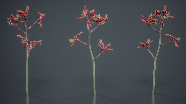 Evergreen Kangaroo Paw Australian Lily Anigozanthos Flavidus