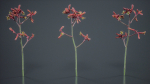 Evergreen Kangaroo Paw Australian Lily Anigozanthos Flavidus