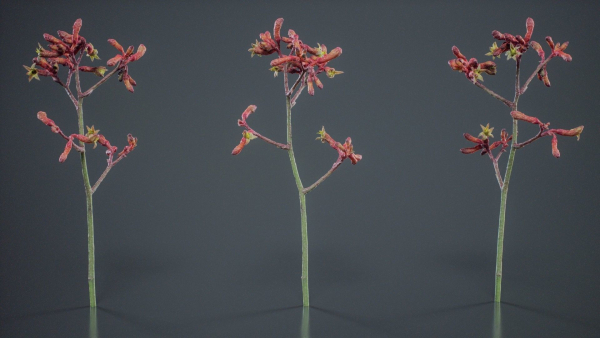 Evergreen Kangaroo Paw Australian Lily Anigozanthos Flavidus