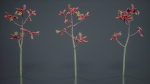 Evergreen Kangaroo Paw Australian Lily Anigozanthos Flavidus