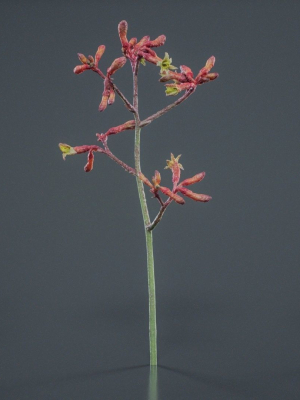 Evergreen Kangaroo Paw Australian Lily Anigozanthos Flavidus