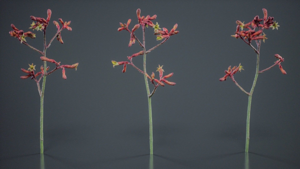 Evergreen Kangaroo Paw Australian Lily Anigozanthos Flavidus