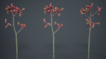 Evergreen Kangaroo Paw Australian Lily Anigozanthos Flavidus