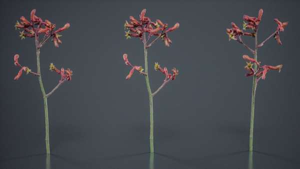 Evergreen Kangaroo Paw Australian Lily Anigozanthos Flavidus