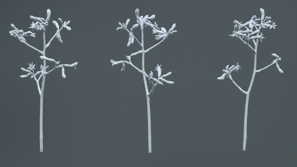 Evergreen Kangaroo Paw Australian Lily Anigozanthos Flavidus