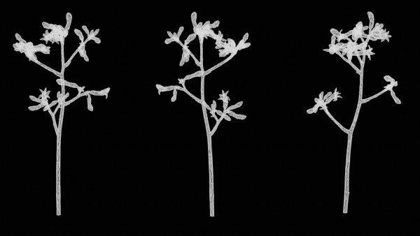 Evergreen Kangaroo Paw Australian Lily Anigozanthos Flavidus