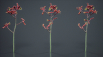 Evergreen Kangaroo Paw Australian Lily Anigozanthos Flavidus