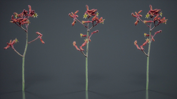 Evergreen Kangaroo Paw Australian Lily Anigozanthos Flavidus
