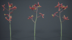 Evergreen Kangaroo Paw Australian Lily Anigozanthos Flavidus