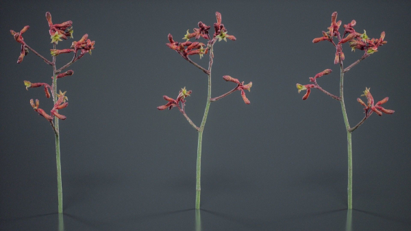 Evergreen Kangaroo Paw Australian Lily Anigozanthos Flavidus